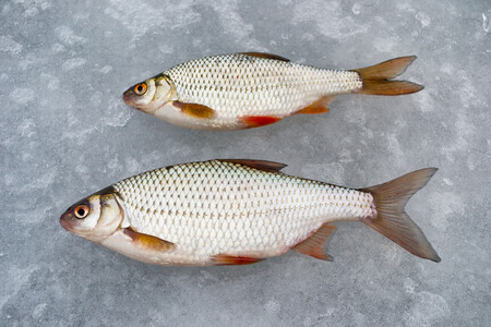 Two roaches lying on the ice. Fishing in winter with ice on the jig.