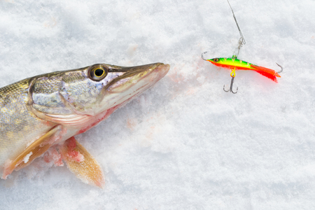 Pike fishing in winter from the ice. The fishing for big pike on the spinner. Sport fishing on the predator.の写真素材