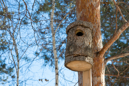 Bird feeder hanging on a tree in a coniferous forest in the Park. Bird house in the tree. Care of fauna.の写真素材