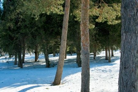 A walk in the Park in winter. Coniferous forest in winter. On fresh air.の写真素材