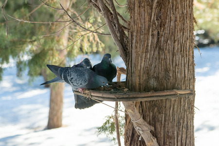 Doves sitting on the bird feeder on the tree in the Park. Birds feed from the trough. Feeding birds in winter in the Park. Care of fauna.の写真素材