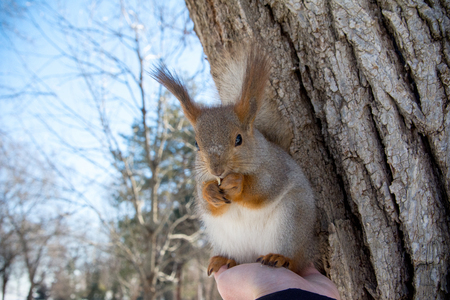 Red Eurasian squirrel sitting on his hand. Walk in the Park in winter.の写真素材