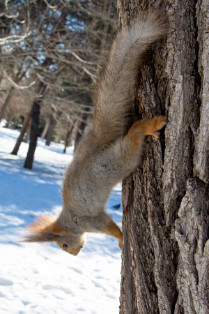 Red Eurasian squirrel hanging on a tree in the winter Park. A squirrel hung from a tree. Walk in the Park in winter.の写真素材