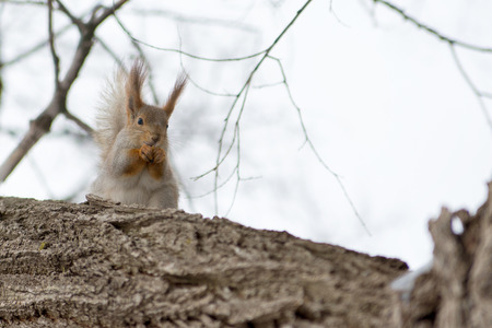 Red Eurasian squirrel sitting on a tree in the winter Park. Walk in the Park in winter.の写真素材
