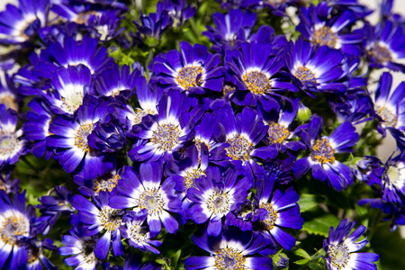 Potted flowers close-up. Purple and white flower petals.の写真素材