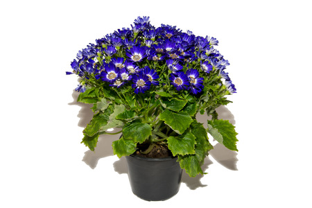 Potted flowers in a black pot. Purple and white flower petals. Flowers on white background. Isolated.の写真素材