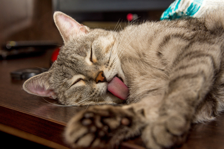 Funny sleeping cat pose. Long pink tongue. Gray-red cat striped asleep when washing.の写真素材