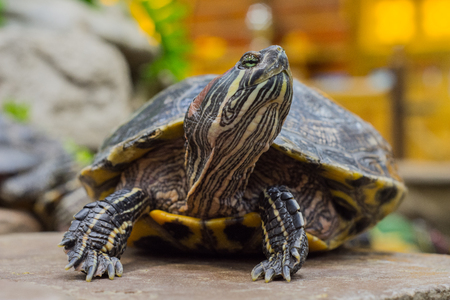 Red-eared turtle sitting on a stone near the pond. Piercing eyes. Beautiful bokeh.の写真素材