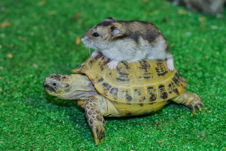 The Central Asian tortoise and the Djungarian hamster. Hamster riding a turtle.の写真素材