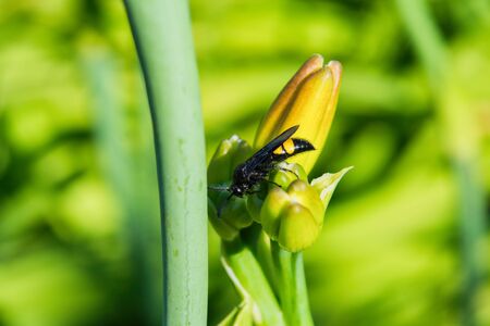 Scola steppe on the Bud of a Lily. Insect Scolia steppe. Insect sitting on a flower on a background of green leaves.の写真素材
