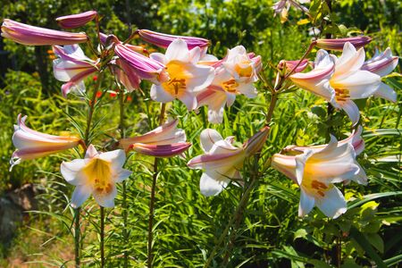 White-pink Lily. Blossoming Lilies in the garden. Lily flowers closeup.の写真素材