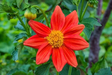Flowers Dahlia "Jolly Fellows". Pale red flower dahlia. Flowers closeup. Selective focus.の写真素材