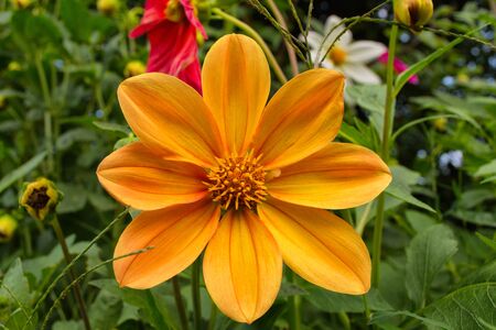 Flowers Dahlia "Jolly Fellows". Orange flower dahlia. Flowers closeup. Selective focus.の写真素材
