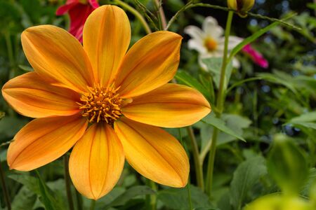 Flowers Dahlia "Jolly Fellows". Orange flower dahlia. Flowers closeup. Selective focus.の写真素材