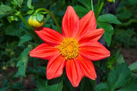 Flowers Dahlia "Jolly Fellows". Pale red flower dahlia. Flowers closeup. Selective focus.の写真素材