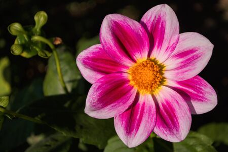 Flowers Dahlia "Jolly Fellows". Pink flower dahlia. Flowers closeup. Selective focus.の写真素材