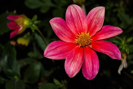 Flowers Dahlia "Jolly Fellows". Pink flower dahlia. Flowers closeup. Selective focus.の写真素材