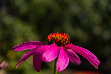 Flowers of Purples Echinacea in the Park. Echinacea flower against soft bokeh background. Soft selective focus. Echinacea close up.の写真素材
