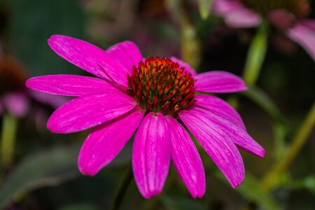 Flowers of Purples Echinacea in the Park. Echinacea flower against soft green bokeh background. Soft selective focus. Echinacea close up.の写真素材