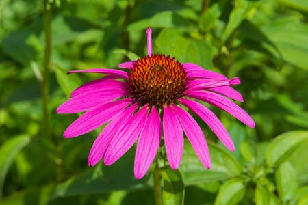 Flowers of Echinacea in the Park. Echinacea flower against soft bokeh background. Soft selective focus.の写真素材