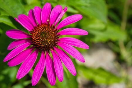 Flowers of Purples Echinacea in the Park. Echinacea flower against soft bokeh background. Soft selective focus. Echinacea close up.の写真素材