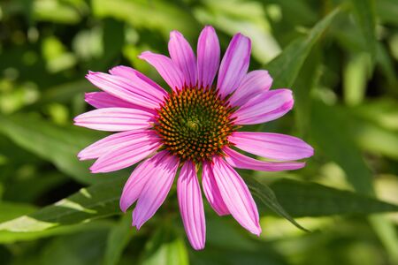 Flowers of Echinacea in the Park. Echinacea flower against soft bokeh background. Soft selective focus.の写真素材