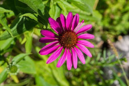 Flowers of Echinacea in the Park. Echinacea flower against soft bokeh background. Soft selective focus.の写真素材