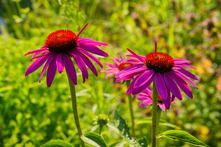 Flowers of Purples Echinacea in the Park. Echinacea flower against soft bokeh background. Soft selective focus. Echinacea close up.の写真素材