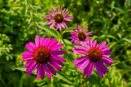 Flowers of Purples Echinacea in the Park. Echinacea flower against soft bokeh background. Soft selective focus. Echinacea close up.の写真素材