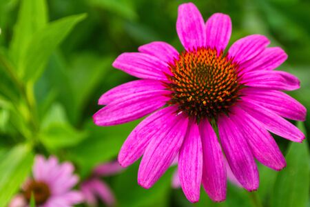 Flowers of Purples Echinacea in the Park. Echinacea flower against soft bokeh background. Soft selective focus. Echinacea close up.の写真素材