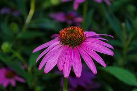 Flowers of Purples Echinacea in the Park. Echinacea flower against soft bokeh background. Soft selective focus. Echinacea close up.の写真素材