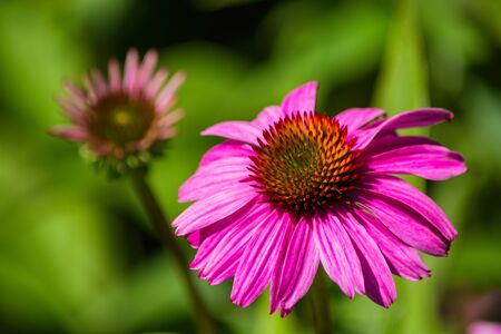Flowers of Purples Echinacea in the Park. Echinacea flower against soft bokeh background. Soft selective focus. Echinacea close up.の写真素材