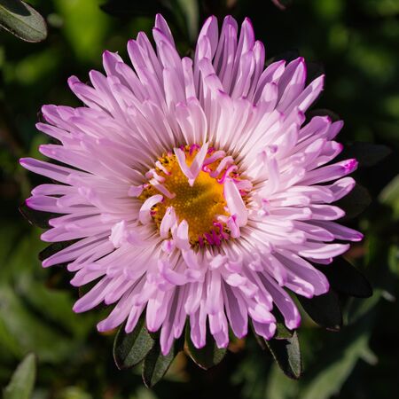 Asters flowers. Asters bloom in the garden. Flowers aster close up. Soft focus.の写真素材