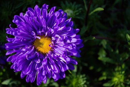 Asters flowers. Purples flower aster closeup. Soft focus. Copy space.の写真素材
