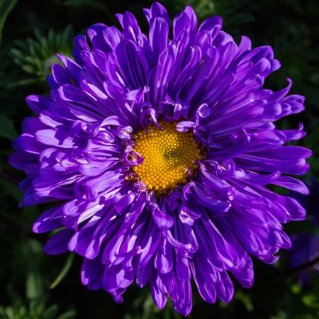 Asters flowers. Asters bloom in the garden. Flowers aster close up. Soft focus.の写真素材