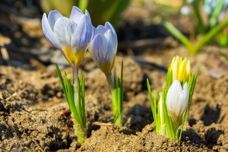 The first spring multicolor flowers. Multicolor flowers in the forest. Multicolor spring flowers in the forest more often.の写真素材