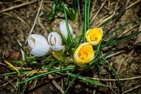 Crocuses. Spring flowers in the garden. Selective focus, fine DOF (depth of field).の写真素材