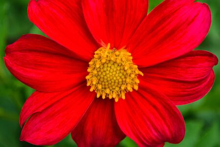 Flowers Dahlia "Jolly Fellows". Red flower dahlia. Flowers closeup. Selective focus.の写真素材