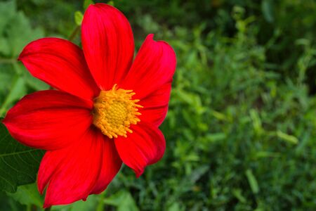 Flowers Dahlia "Jolly Fellows". Red flower dahlia. Flowers closeup. Selective focus.の写真素材