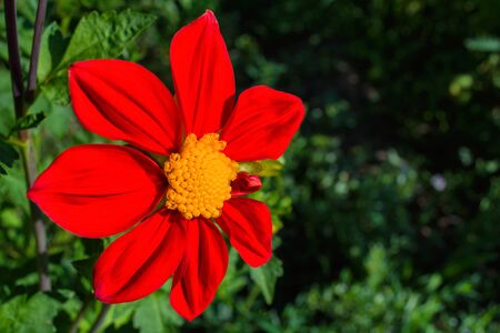 Flowers Dahlia "Jolly Fellows". Red flower dahlia. Flowers closeup. Selective focus.の写真素材