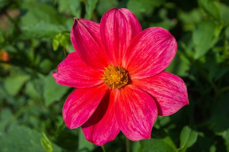 Flowers Dahlia "Jolly Fellows". Pink flower dahlia. Flowers closeup. Selective focus.の写真素材