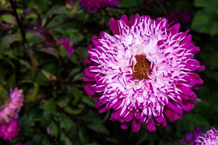 Asters flowers. White-Pink flower aster close up. Soft selective focus. Copy space.の写真素材