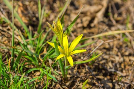 Field Gagea flower (or Goose onion, or Bird's bow). Spring flowers in the forest. Soft selective focus, fine DOF (depth of field).の写真素材