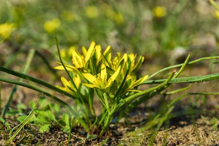 Field Gagea flowers (or Goose onion, or Bird's bow). Spring flowers in the forest. Selective focus, fine DOF (depth of field).の写真素材