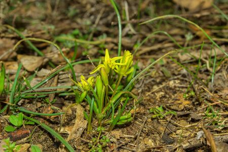 Field Gagea flowers (or Goose onion, or Bird's bow). Spring flowers in the forest. Selective focus, fine DOF (depth of field).の写真素材