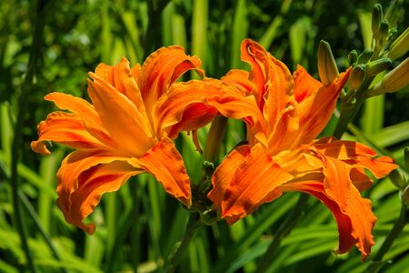 Orange Daylilies. Blossoming Orange Daylilies in the garden on the background of green leaves. Orange Daylilies closeup.の写真素材
