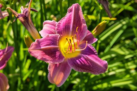 Purple daylilies flowers or Hemerocallis. Daylilies on green leaves background. Flower beds with flowers in garden. Closeup. Soft selective focus.の写真素材