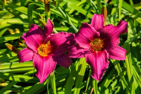 Purple daylilies flowers or Hemerocallis. Daylilies on green leaves background. Flower beds with flowers in garden. Closeup. Soft selective focus.の写真素材