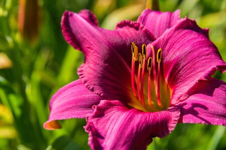 Purple daylilies flowers or Hemerocallis. Daylilies on green leaves background. Flower beds with flowers in garden. Closeup. Soft selective focus.の写真素材