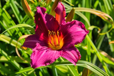 Purple daylilies flowers or Hemerocallis. Daylilies on green leaves background. Flower beds with flowers in garden. Closeup. Soft selective focus.の写真素材